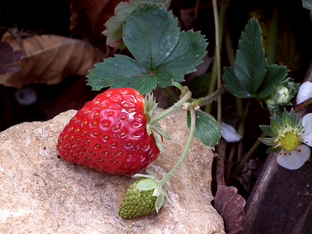イチゴ Strawberry Sapporo Fruit Garden 札幌果実庭園