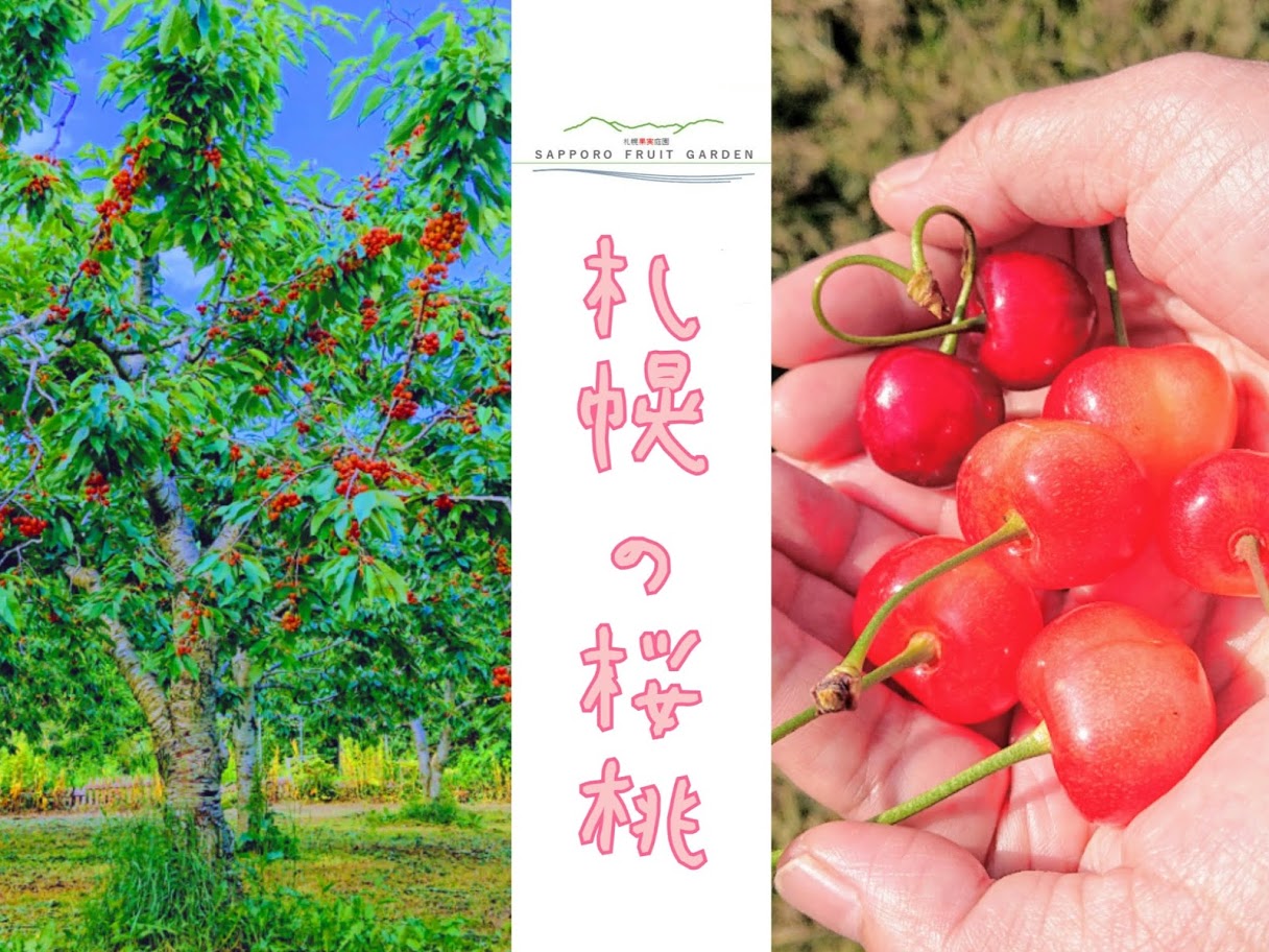 サクランボ 〈Cherry 〉 | SAPPORO FRUIT GARDEN（札幌果実庭園）